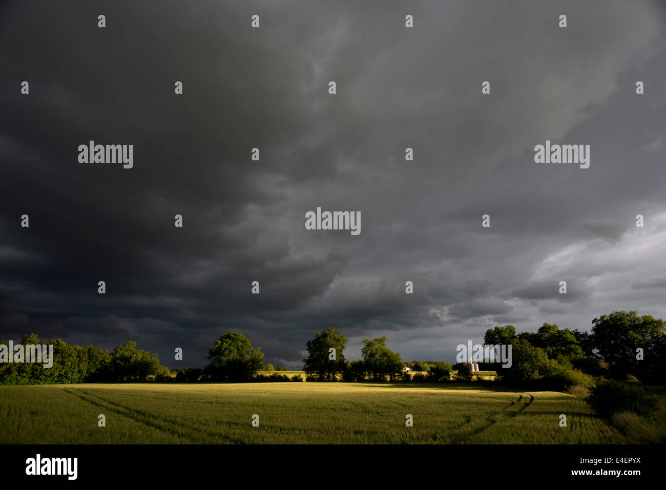 Tempête sur un champ de maïs en Charente, France. Banque D'Images