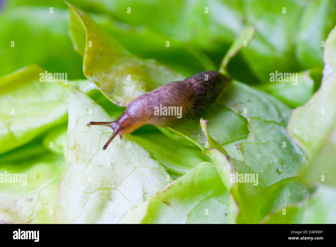 Schnecke auf einem Salatblatt Banque D'Images