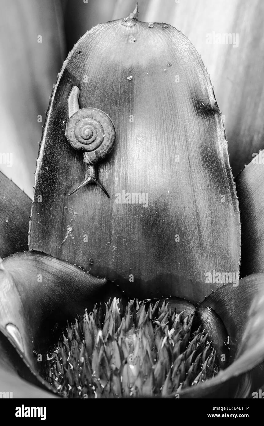 Un plan macro monochrome d'un escargot sur une plante exotique Banque D'Images