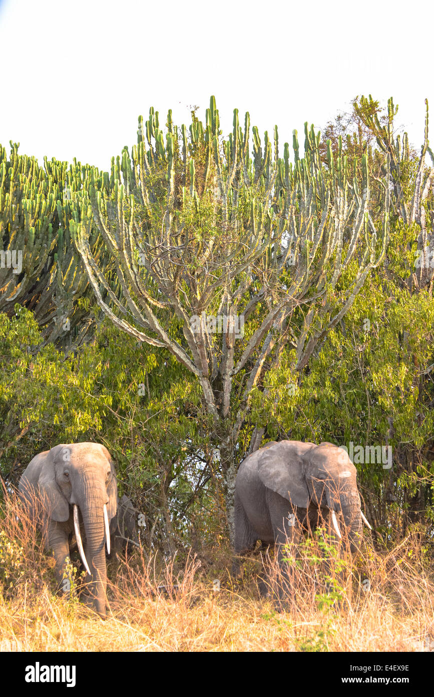 L'éléphant au parc national Queen Elizabeth, l'Ouganda, l'Afrique Banque D'Images