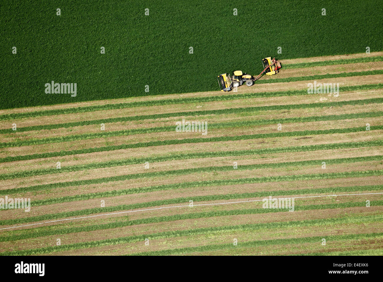 Une vue aérienne de foin de luzerne coupée pour le séchage Banque D'Images