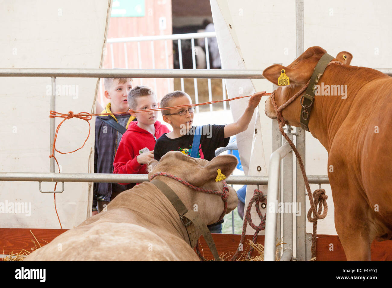 Le Grand Yorkshire Show 2014 Banque D'Images