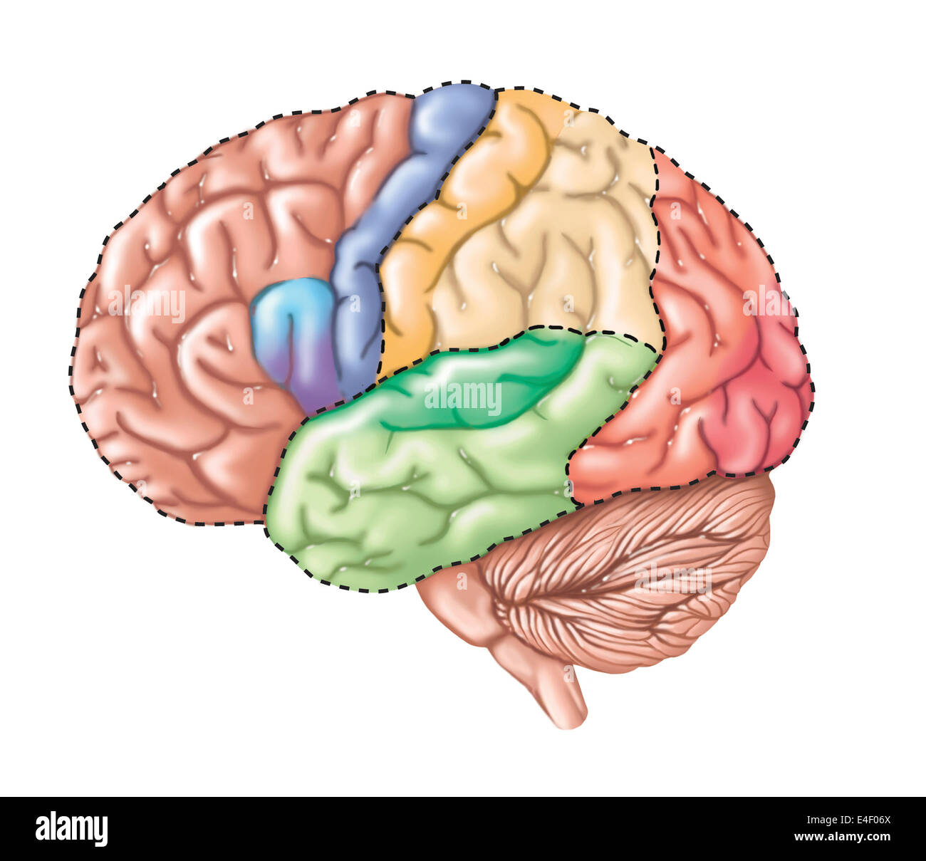 Vue latérale du cerveau humain montrant le lobe fonctionnelle. Banque D'Images Vue latérale du cerveau humain montrant le lobe fonctionnelle. Banque D'Images