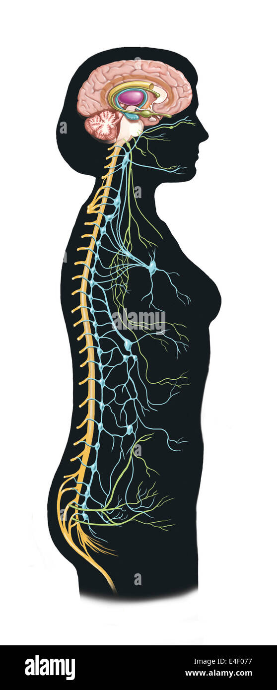Vue latérale du corps humain montrant système nerveux et système limbique dans le cerveau. Green sont nerfs parasympathiques. B Banque D'Images