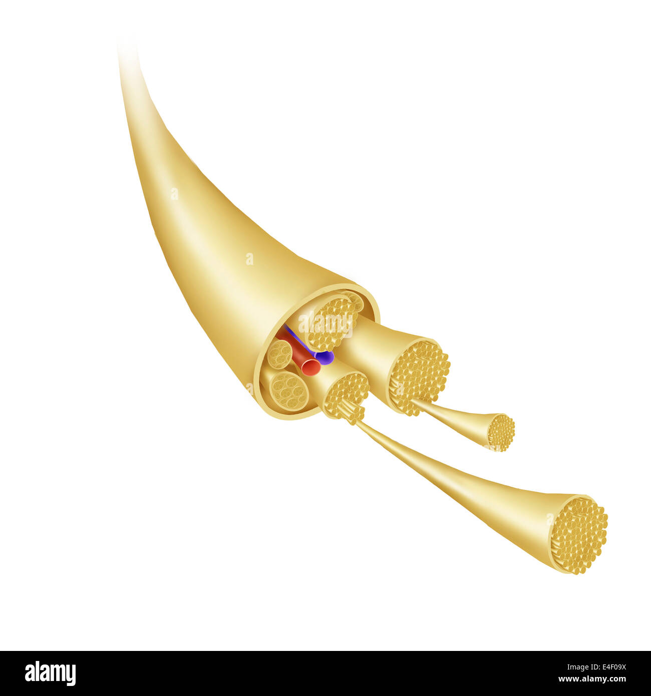 Détail d'un paquet de nerf. Banque D'Images