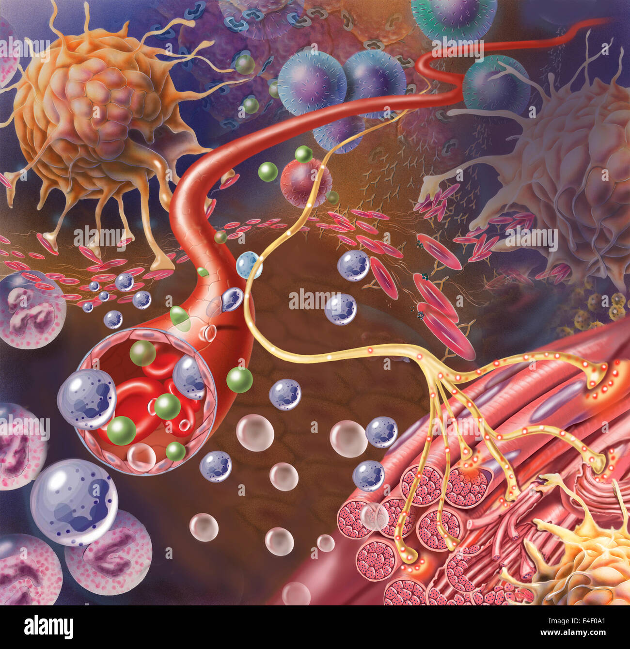Terminaison nerveuse, vu en bas à droite, envoie un message de la douleur de muscle lésé. Vaisseau sanguin et les cellules immunitaires sont vus dans le centre Banque D'Images