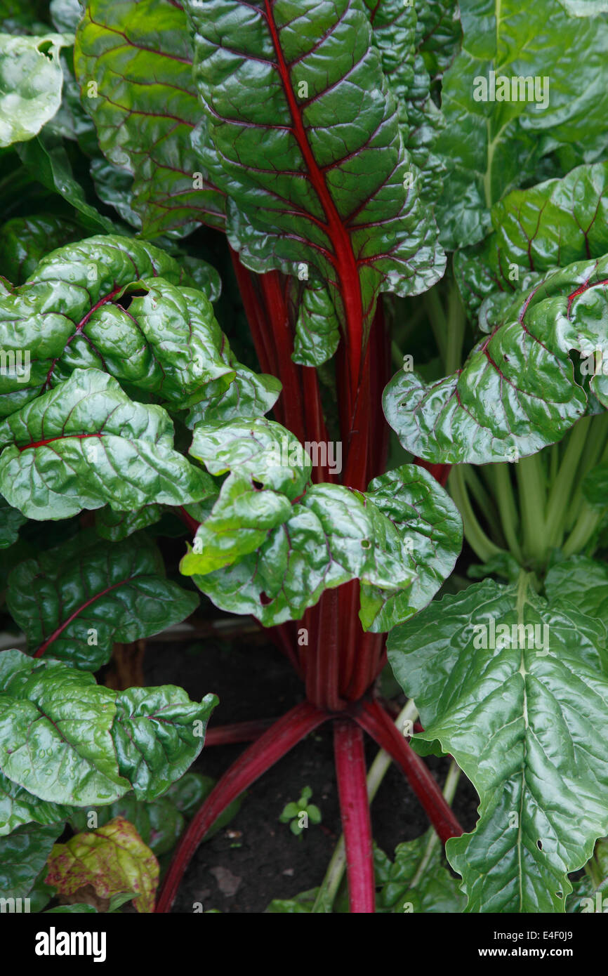 Beta vulgaris cicla 'Rhubarbe Chard' de blettes close up of plant Banque D'Images