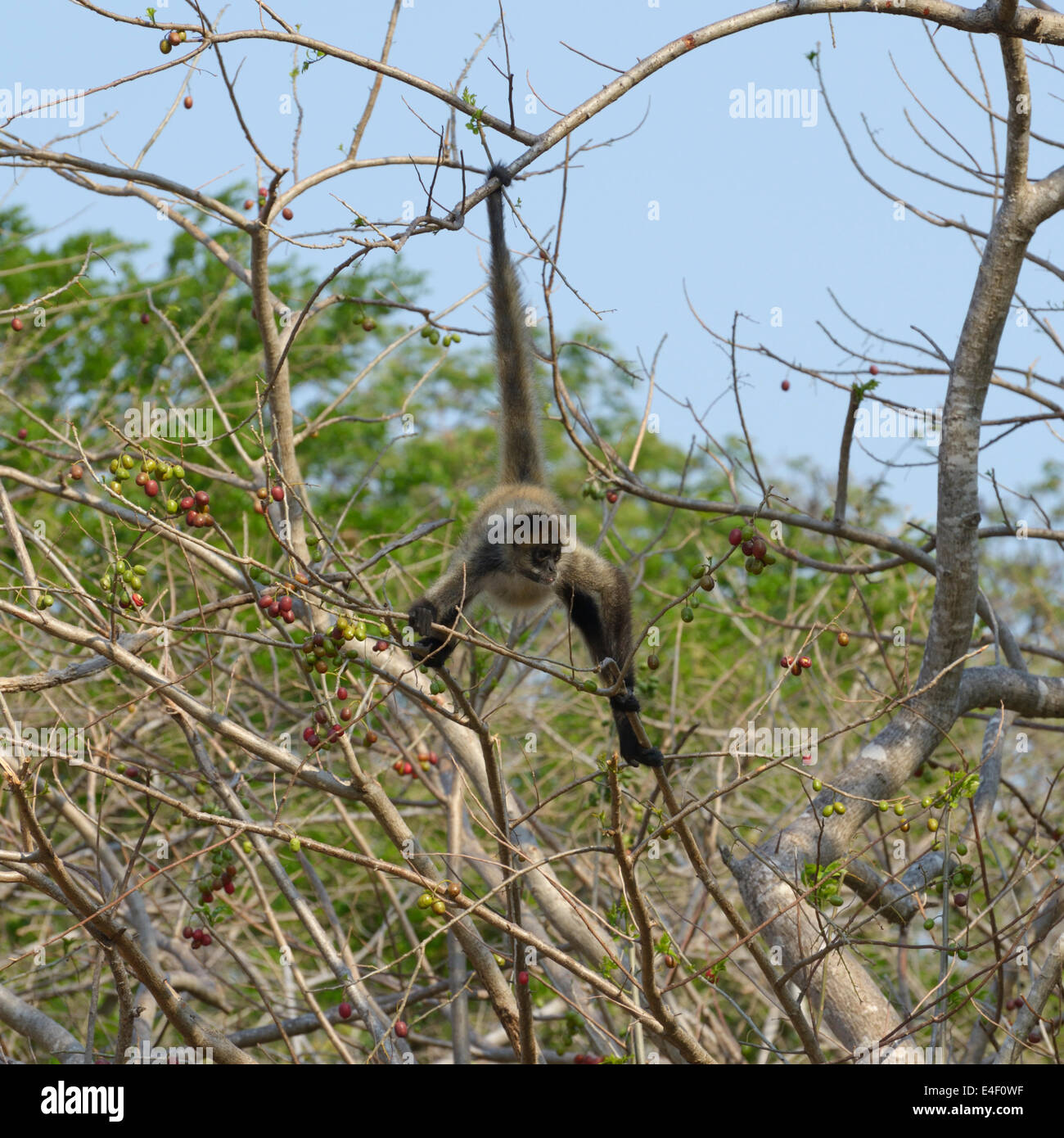 Singe araignée d'Amérique centrale, Ateles geoffroyi, suspendu par la queue préhensile, Parc National Santa Rosa, Guanacaste Banque D'Images