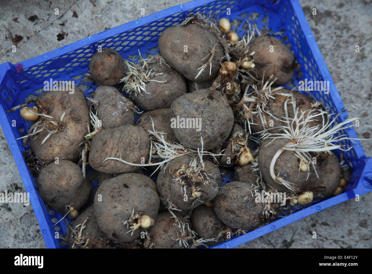 Les plants de pommes de terre passé best Banque D'Images