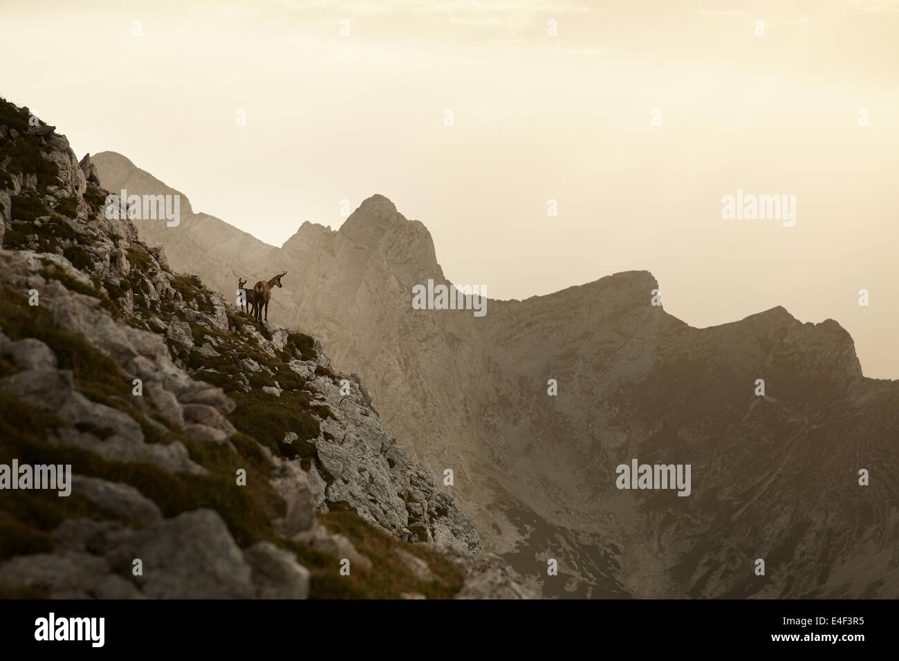 Les chamois (Rupicapra rupicapra) avec les jeunes sur le Mt. Zinödl dans le parc national du Gesäuse Styrie Autriche Alpes. Banque D'Images