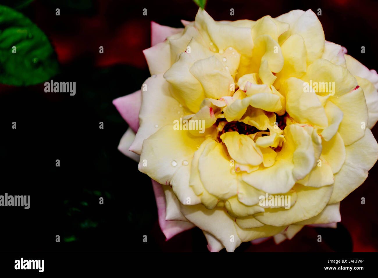 Rose rose et jaune dans le jardin en fleurs Banque D'Images
