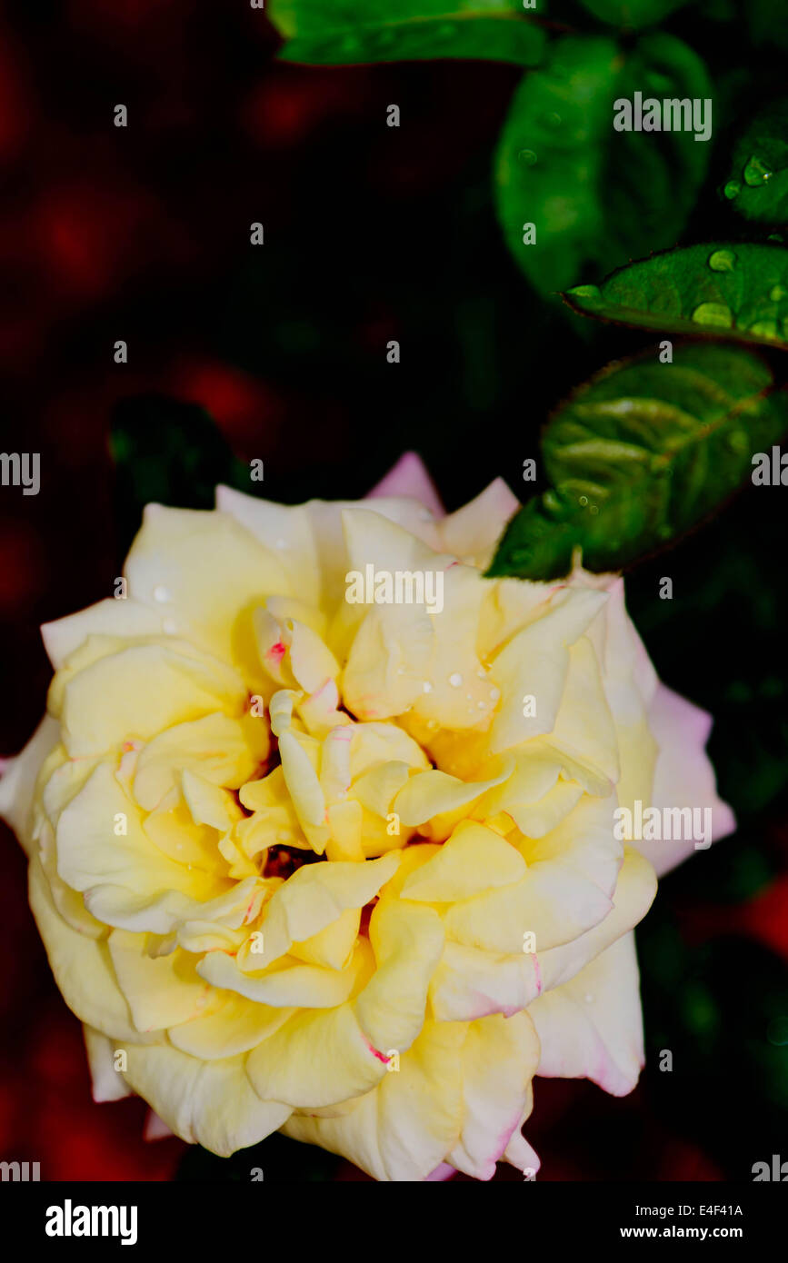 Rose rose et jaune dans le jardin en fleurs Banque D'Images