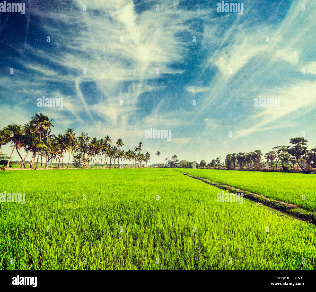 Retro Vintage style hipster image Voyage de scène de l'Inde rurale - riz rizière et palmiers avec texture grunge superposées. Tamil Banque D'Images