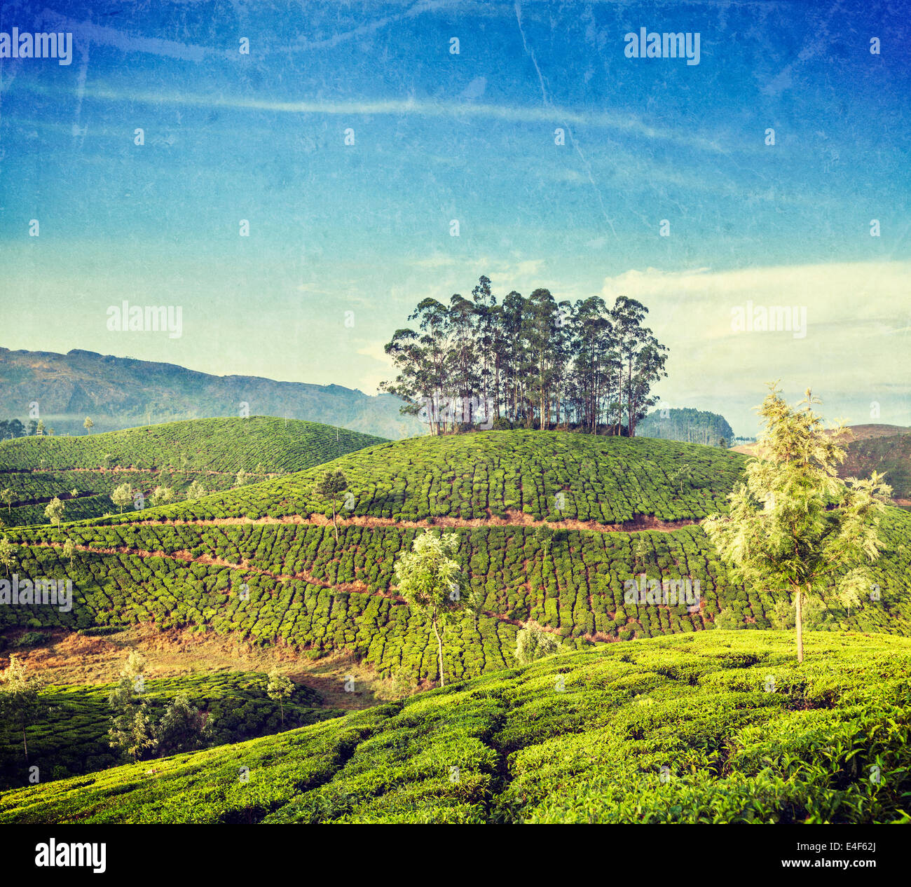Retro Vintage style hipster image du Kerala Voyage Inde billet d'arrière-plan - les plantations de thé vert de Munnar, Kerala, Inde Banque D'Images
