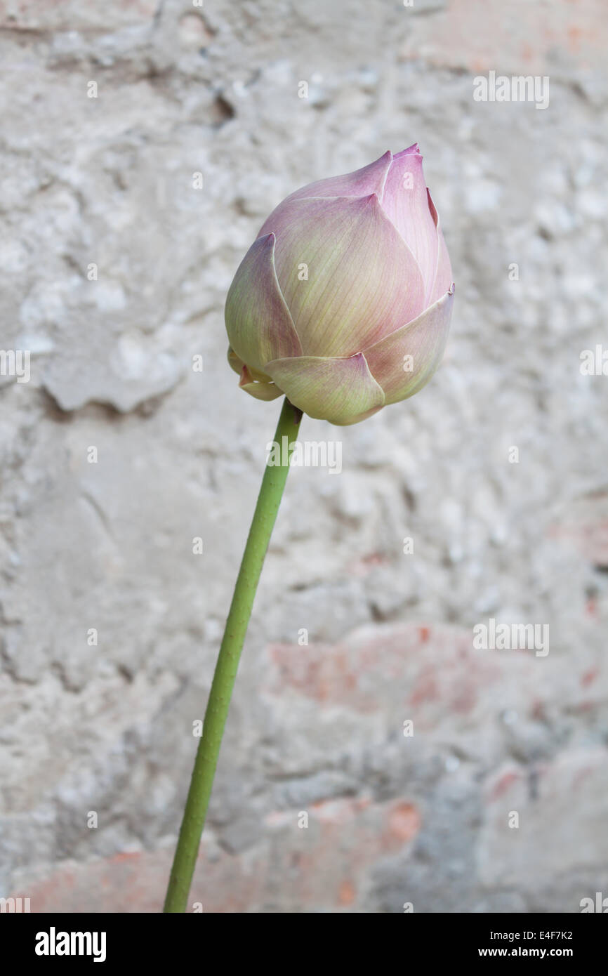 Fleur de nénuphar rose avec vintage background Banque D'Images