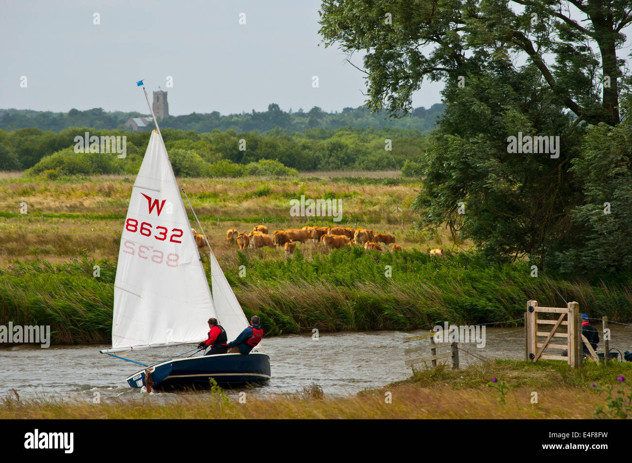 Wayfarer voile terne sur Norfolk Broads Banque D'Images