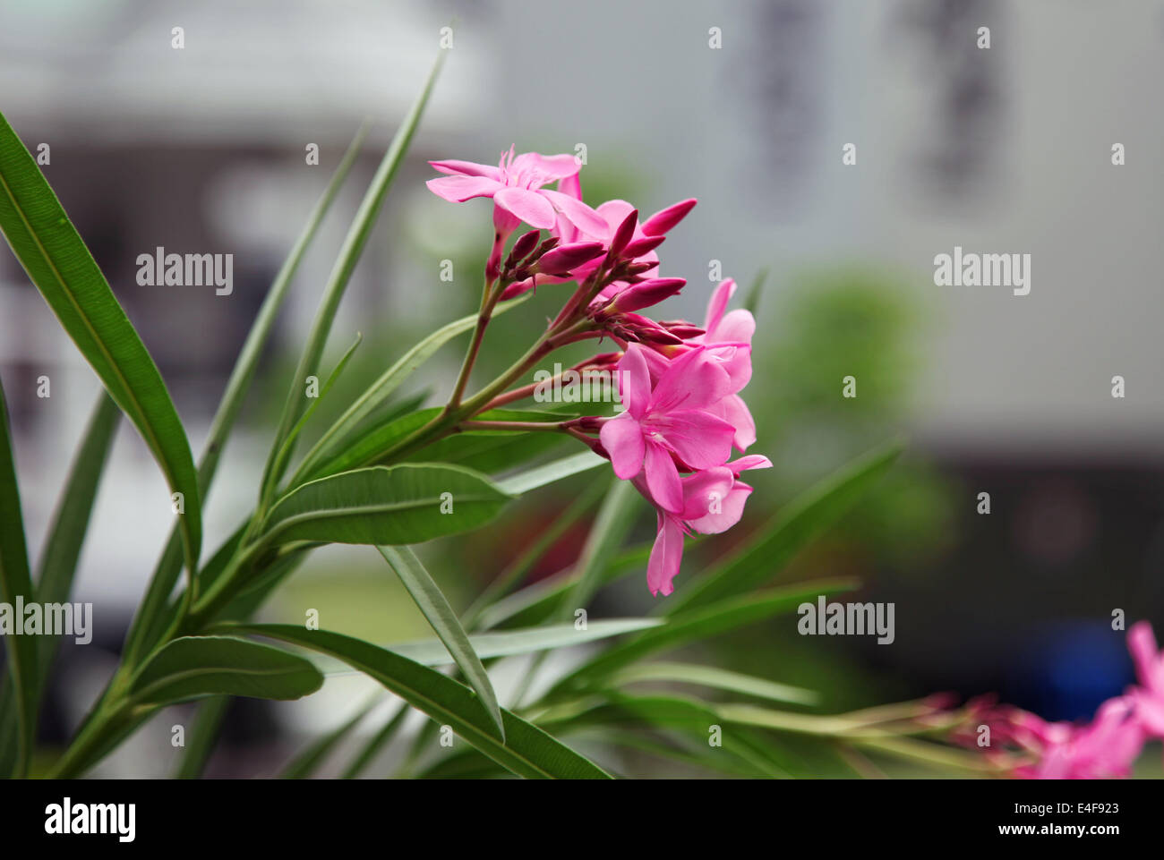 C'est une photo de Rose Fleur plante dans un jardin ou dans un parc près d'une maison en plein air Banque D'Images
