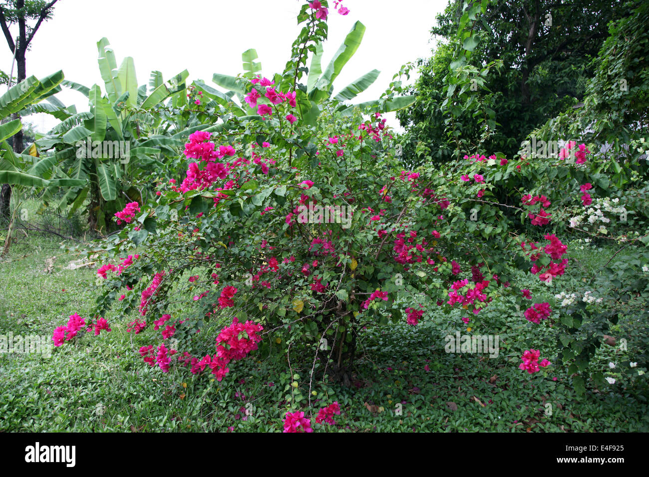C'est une photo de Rose Fleur plante dans un jardin ou dans un parc près d'une maison en plein air Banque D'Images