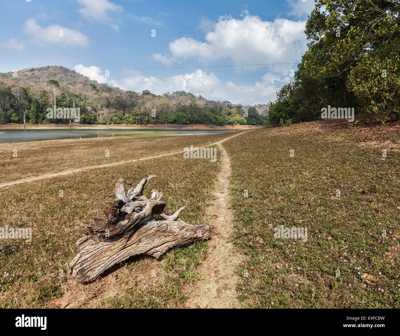 Sanctuaire animalier de Periyar, Kumily, Kerala, Inde Banque D'Images