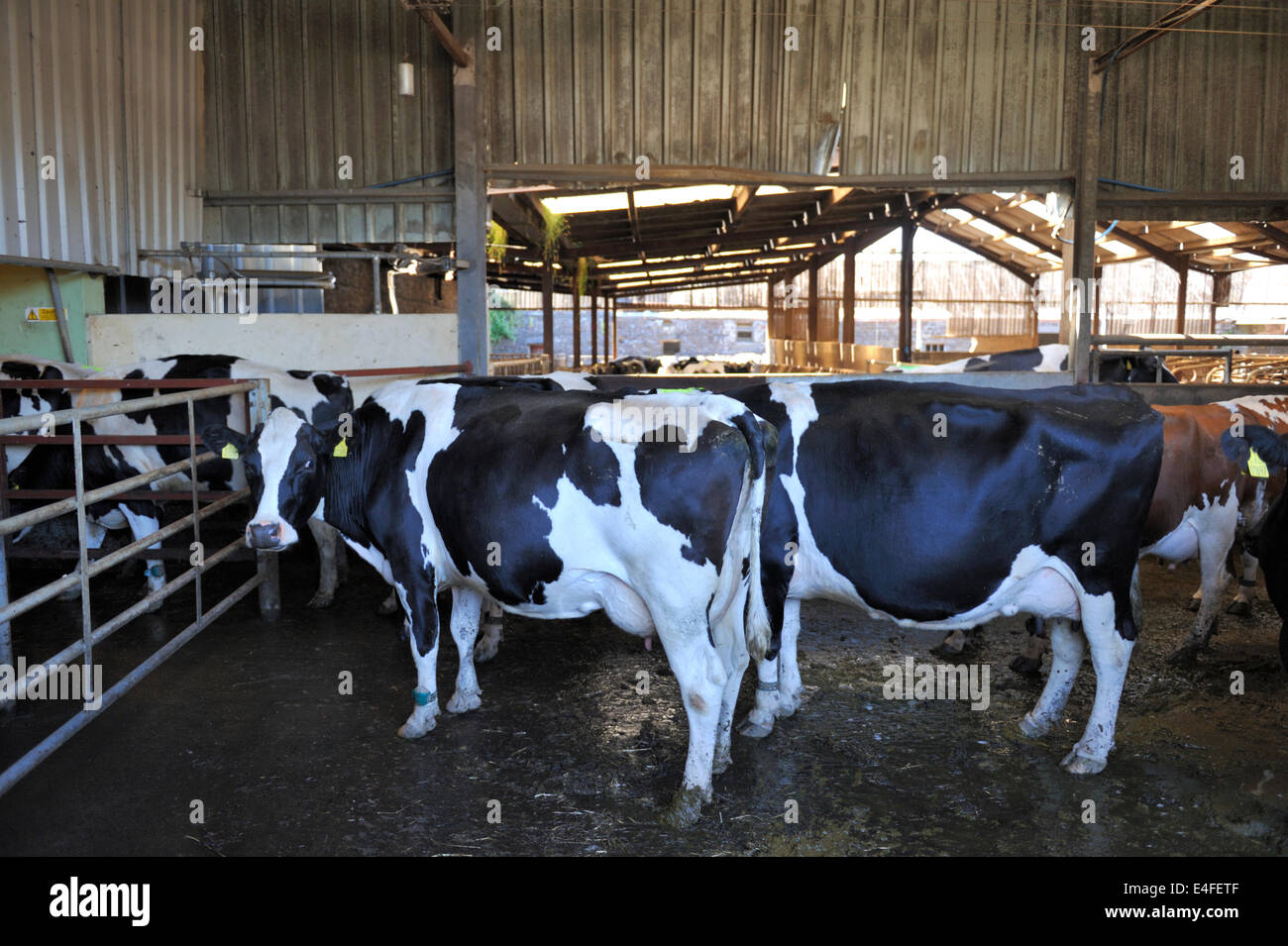 Les bovins laitiers de l'alignement sur leurs propres dans la collecte de cour pour être traites dans une salle de traite rotative moderne, Pays de Galles, Royaume-Uni Banque D'Images