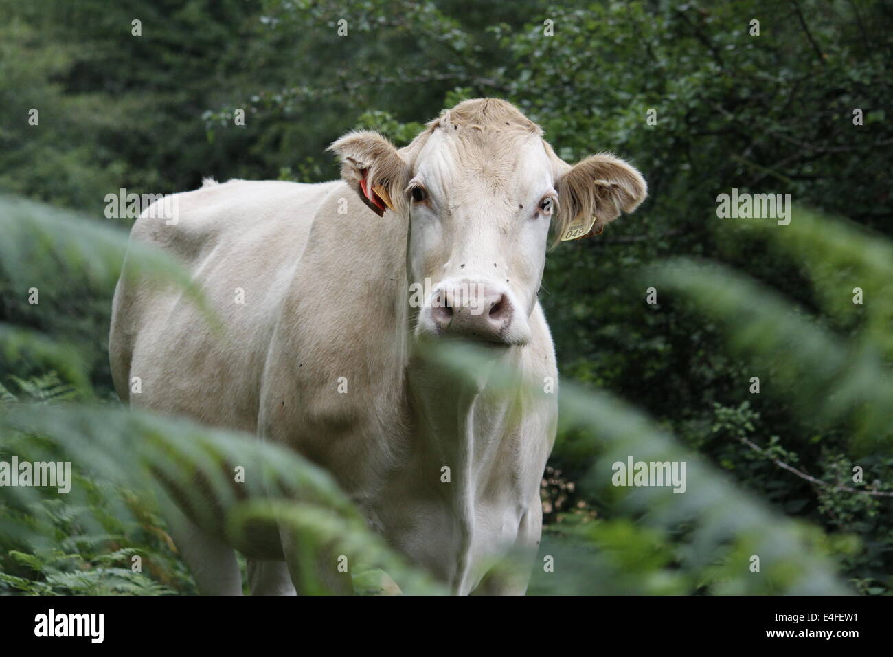 La vache, le Parc Naturel de Gorbeia, Biscaye, Alava, Pays Basque, Espagne. Banque D'Images