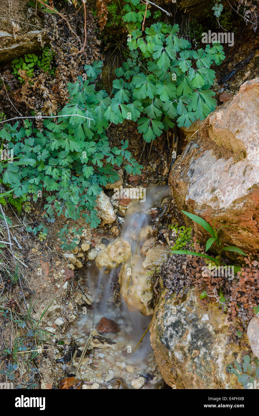 Jardins suspendus de Weeping Rock, Zion National Park, Utah, USA Banque D'Images
