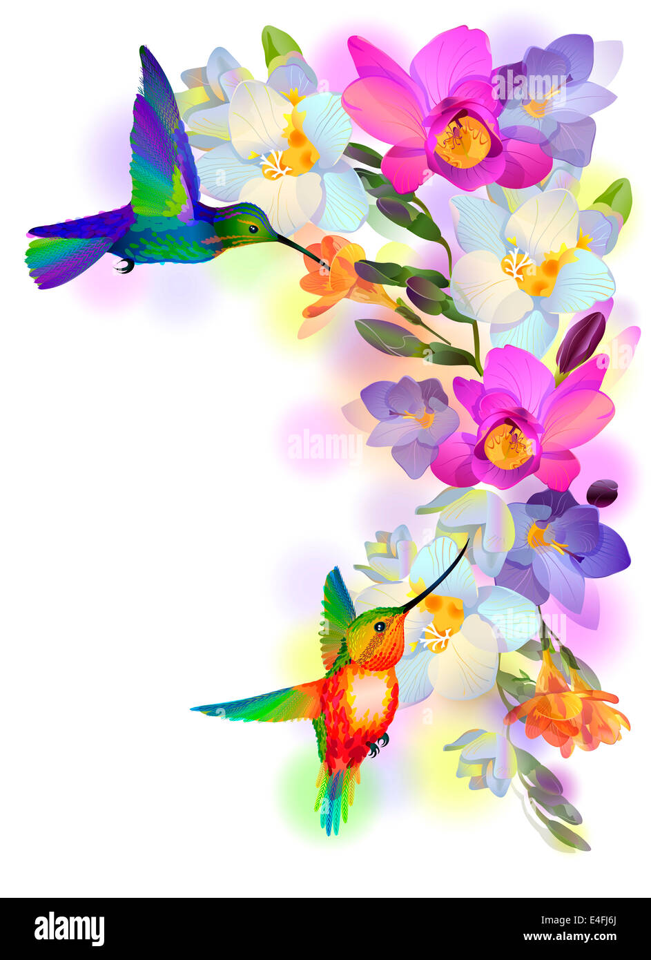 Arrière-plan de vœux avec bourdonnement voletant-oiseau avec une succursale de belles fleurs freesia Banque D'Images