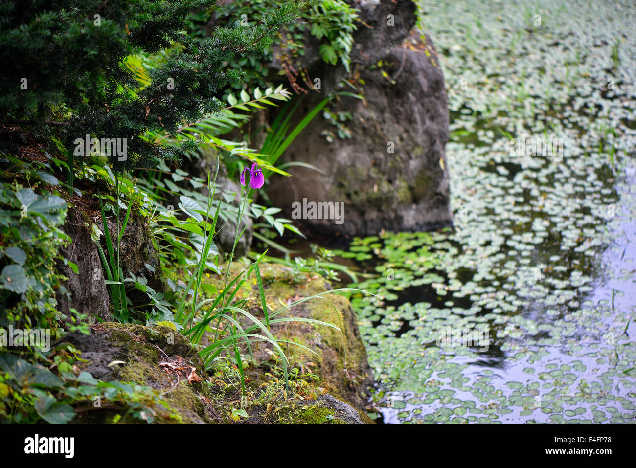 Couleur pourpre fleur iris près d'un étang Banque D'Images