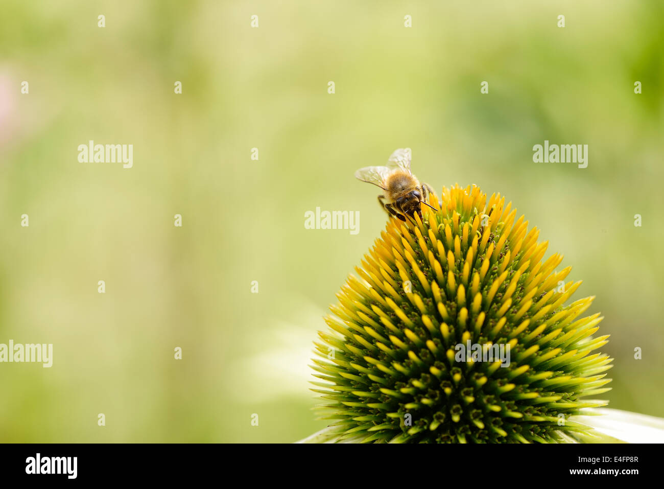 Gros plan du chef de l'abeille sur une fleur echinecea Banque D'Images