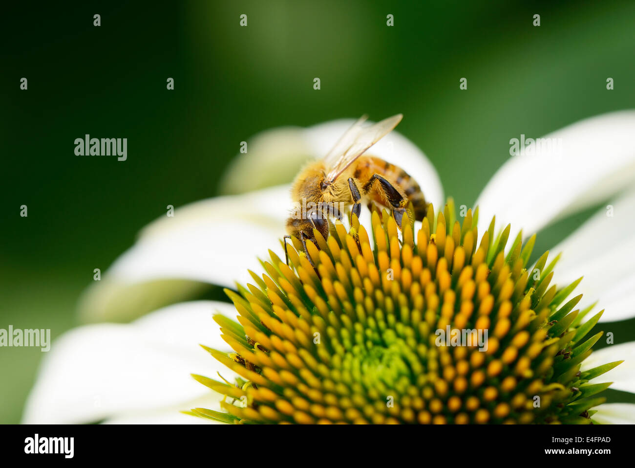 Gros plan du chef de l'abeille sur une fleur echinecea Banque D'Images