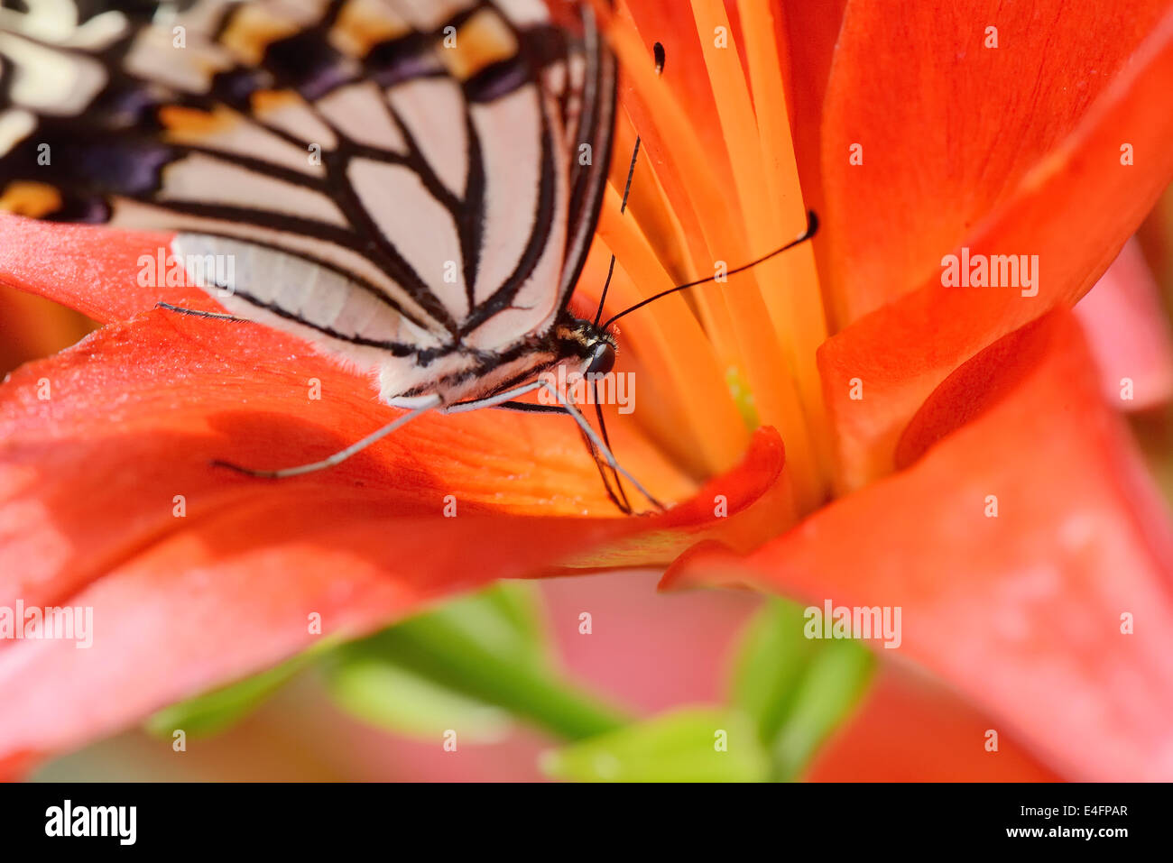 Gros plan du Butterfly sitting on fleur de lys Banque D'Images