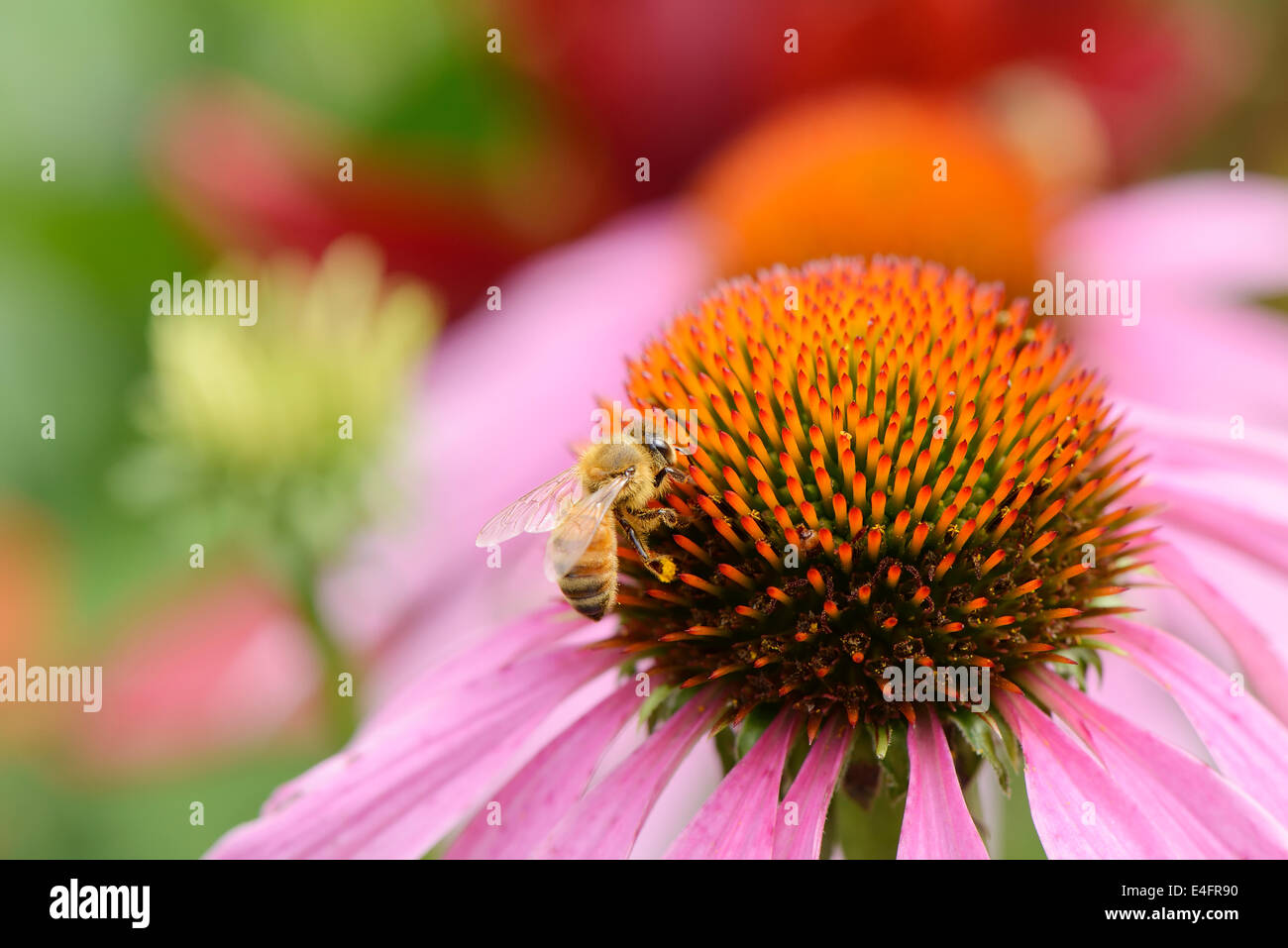 Gros plan du chef de l'abeille sur une fleur echinecea Banque D'Images