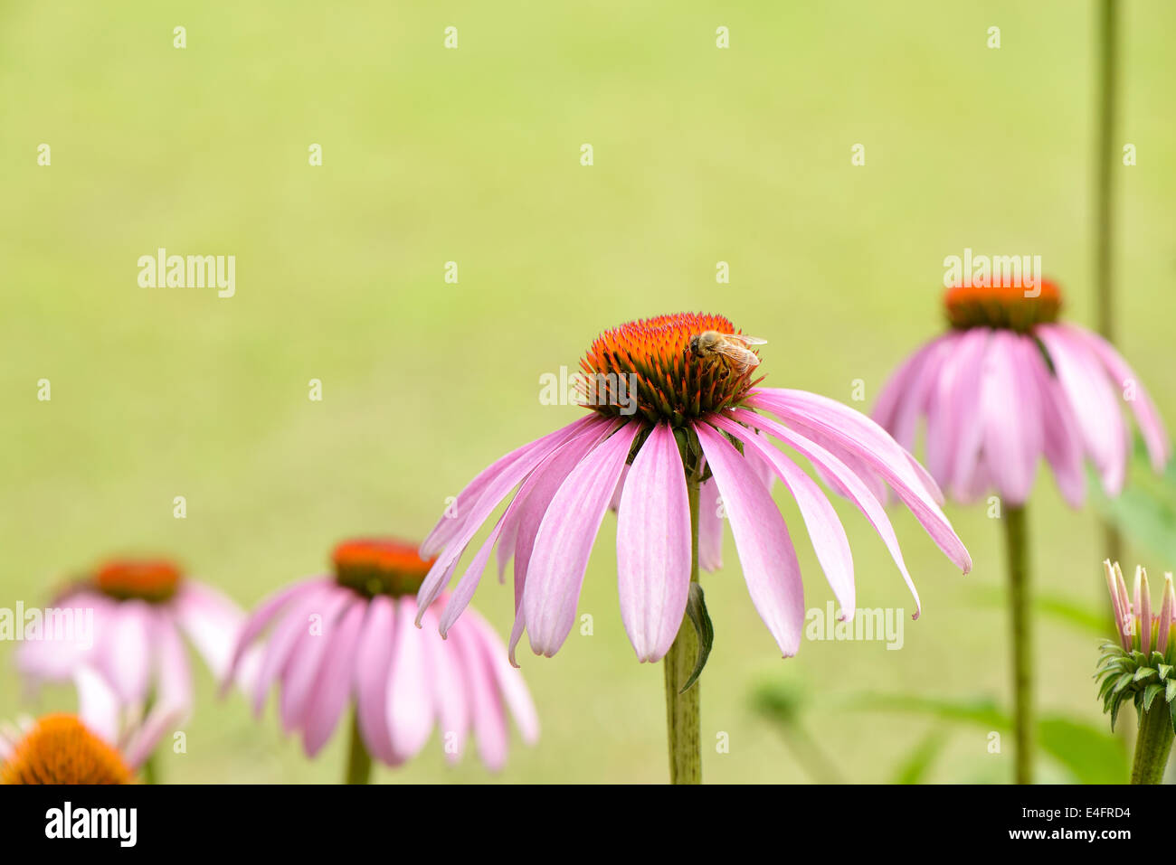 Gros plan du chef de l'abeille sur une fleur echinecea Banque D'Images