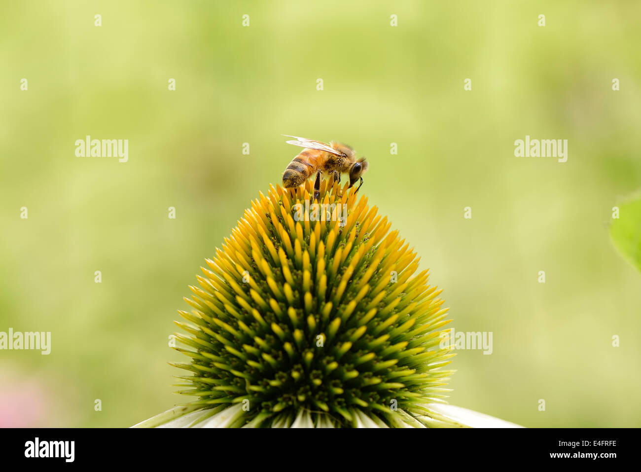 Gros plan du chef de l'abeille sur une fleur echinecea Banque D'Images