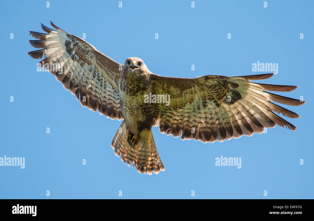 En vol Buzzard Banque D'Images