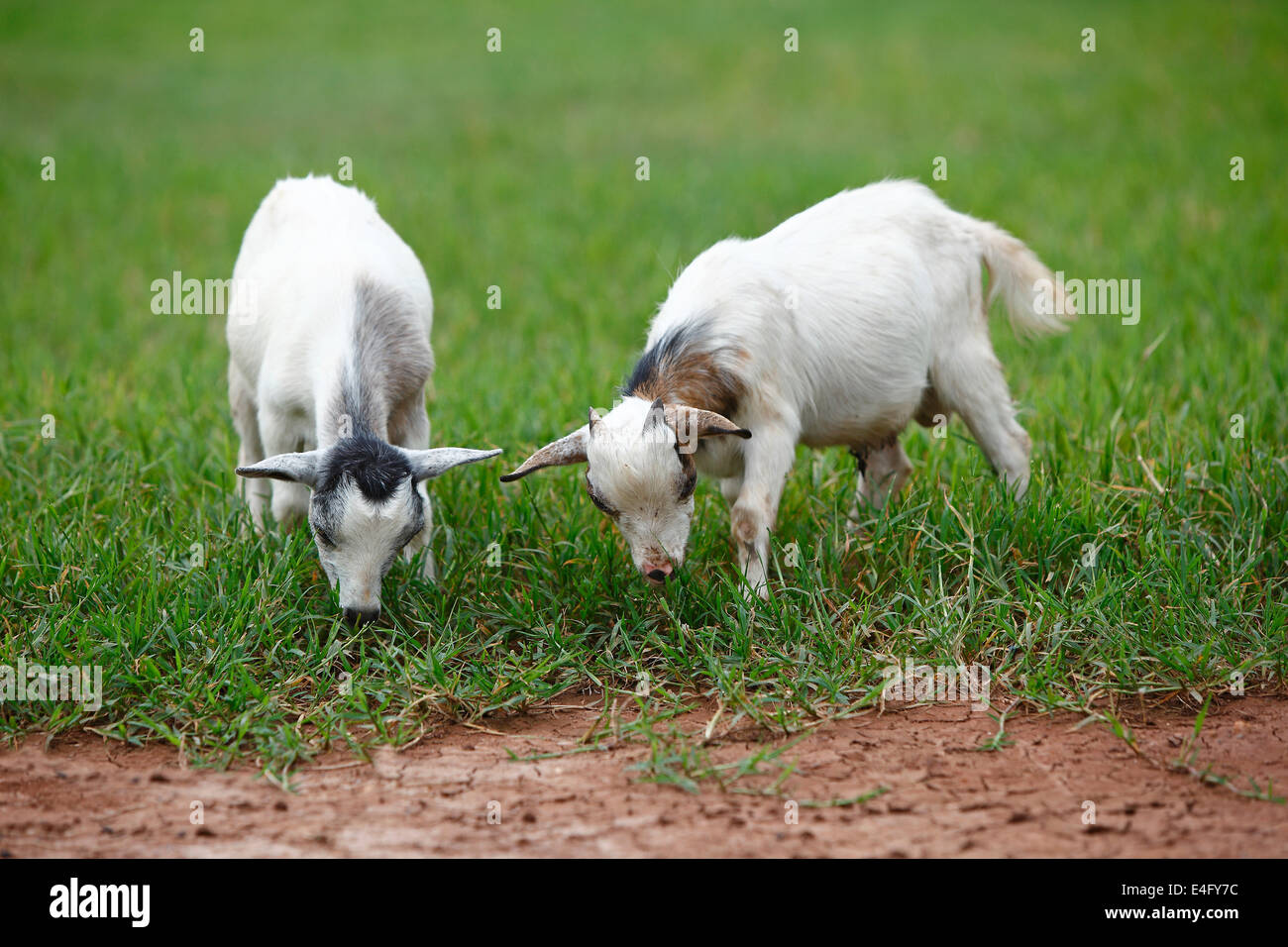 Portrait de l'herbe fraîche des chèvres africaines Banque D'Images
