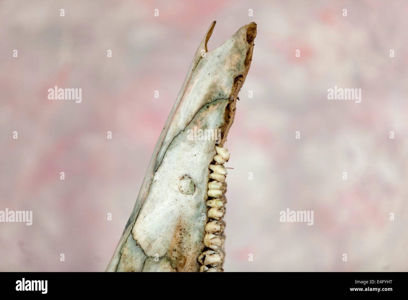 Encore la vie avec le crâne d'un sanglier, maxilla comme un totem Banque D'Images