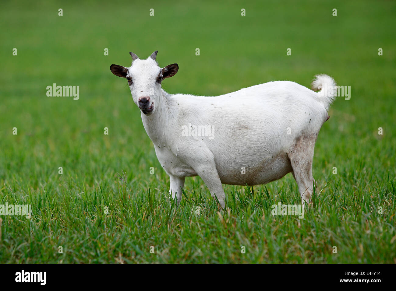 Portrait d'une chèvre de l'Afrique à la recherche dans l'appareil photo Banque D'Images
