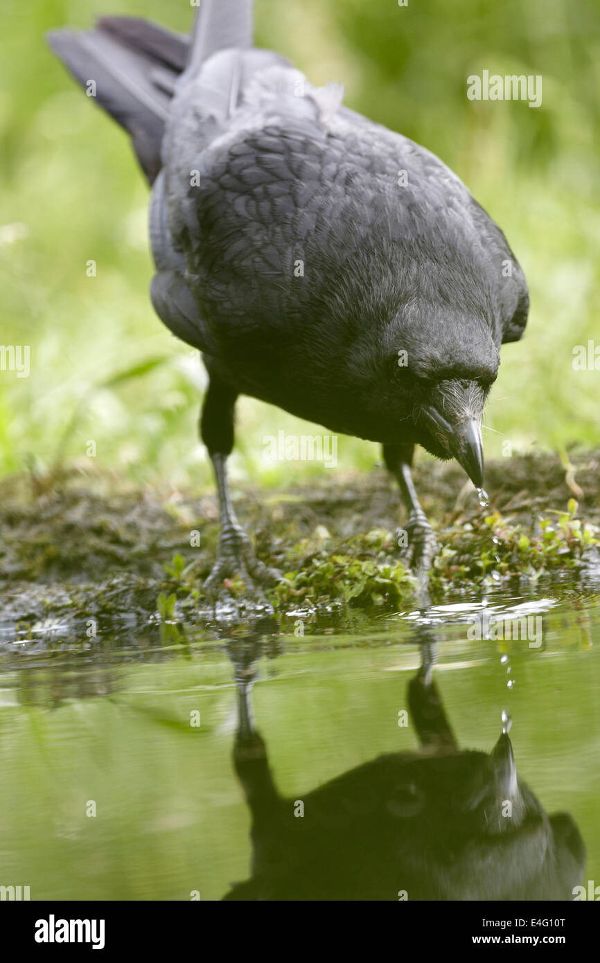 Corneille noire, Corvus corone corone, Close up, boire d'un étang, UK Banque D'Images