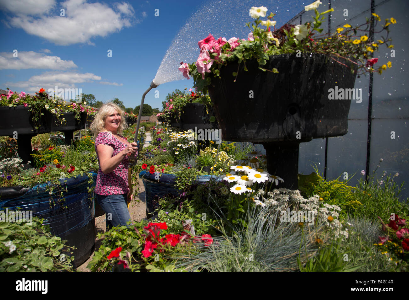 Ashbourne, Derbyshire, Royaume-Uni. 10 juillet, 2014. Christine Redfern, eaux 80 pots de fleurs géantes pour la dernière fois avant qu'ils sont chargés sur un camion ce soir et conduits à Glasgow pour les Jeux du Commonwealth. Du jour au lendemain les semoirs à trois niveaux seront rassemblés et placés le long de la rue de Glasgow. Mark Stone, MD de Plantscape, basé près de Ashbourne Derbyshire, a déclaré : "C'est un honneur d'avoir remporté le contrat de fourniture de Jeux du Commonwealth. Des millions de personnes vont les voir partout dans le monde sur le plat - Il nous fait sentir très fier". Credit : Joanne Roberts/Alamy Live News Banque D'Images