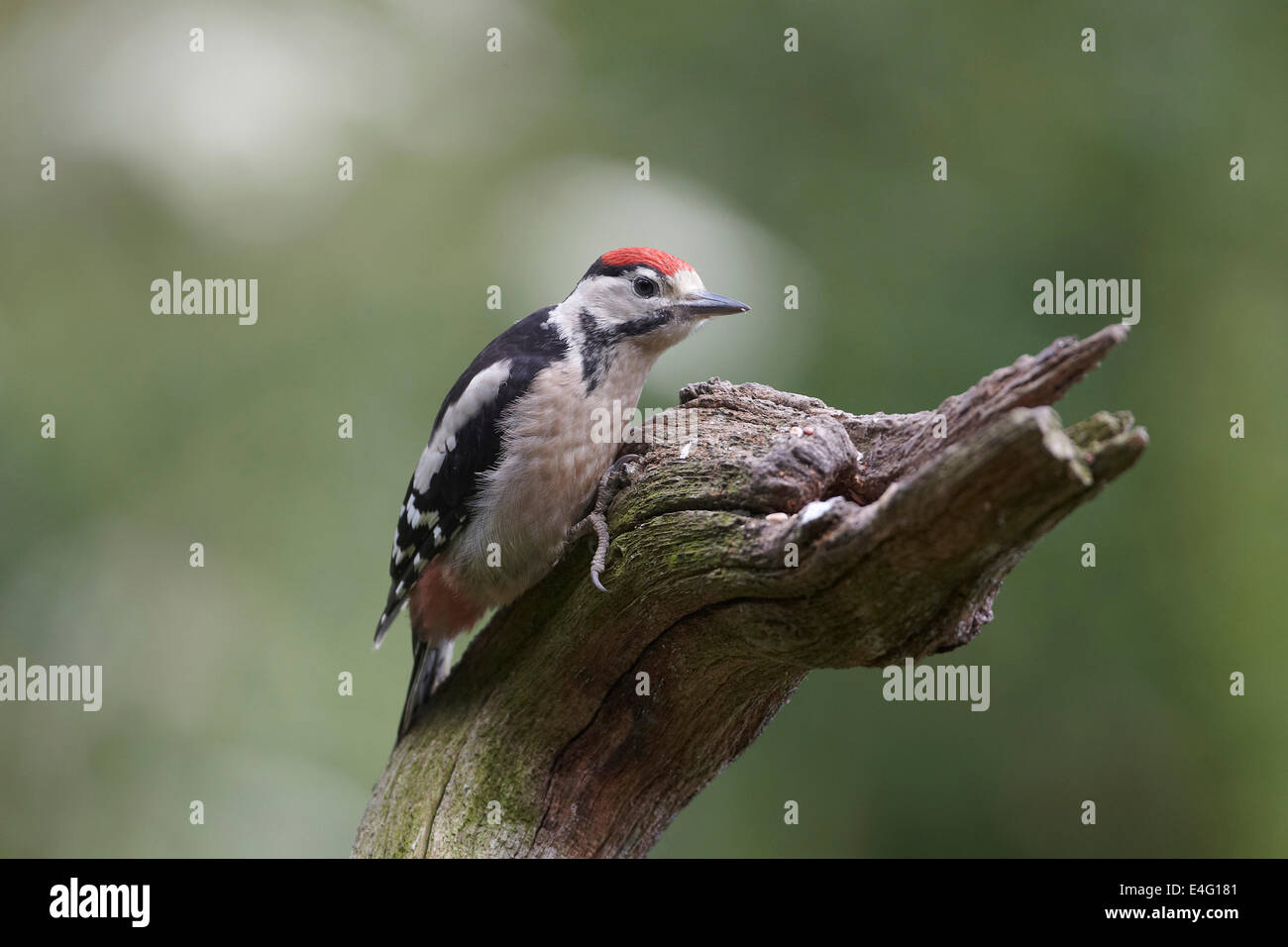 Grand Pic mar Dendrocopos major, avec les jeunes, tous les couronne rouge, UK Banque D'Images