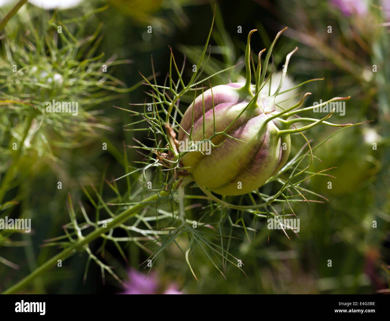 Image d'une Macro Nigella damascena gousse (amour-dans-un-mist). Banque D'Images