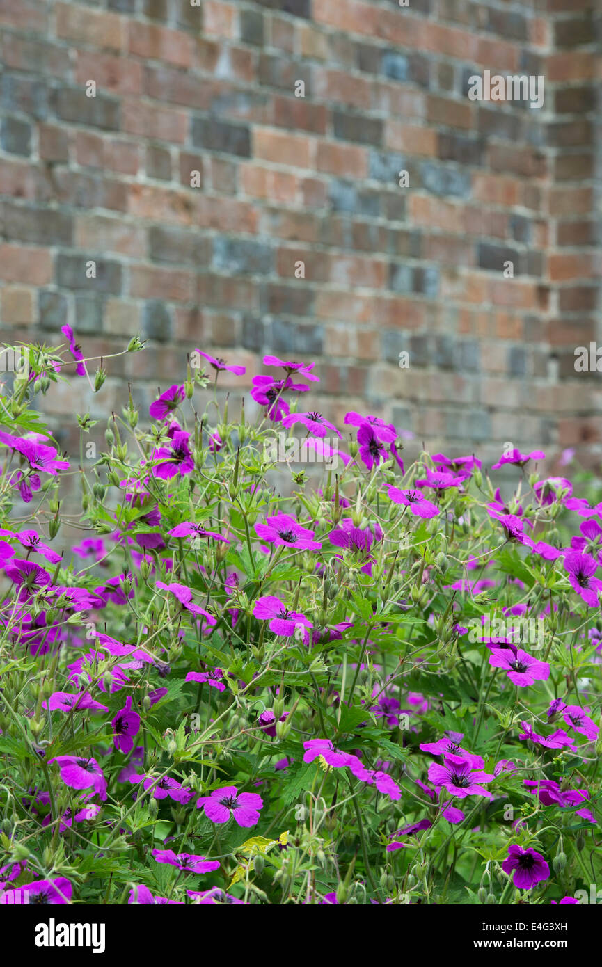 Géranium psilostemon . Fleurs en face d'un mur de briques Banque D'Images