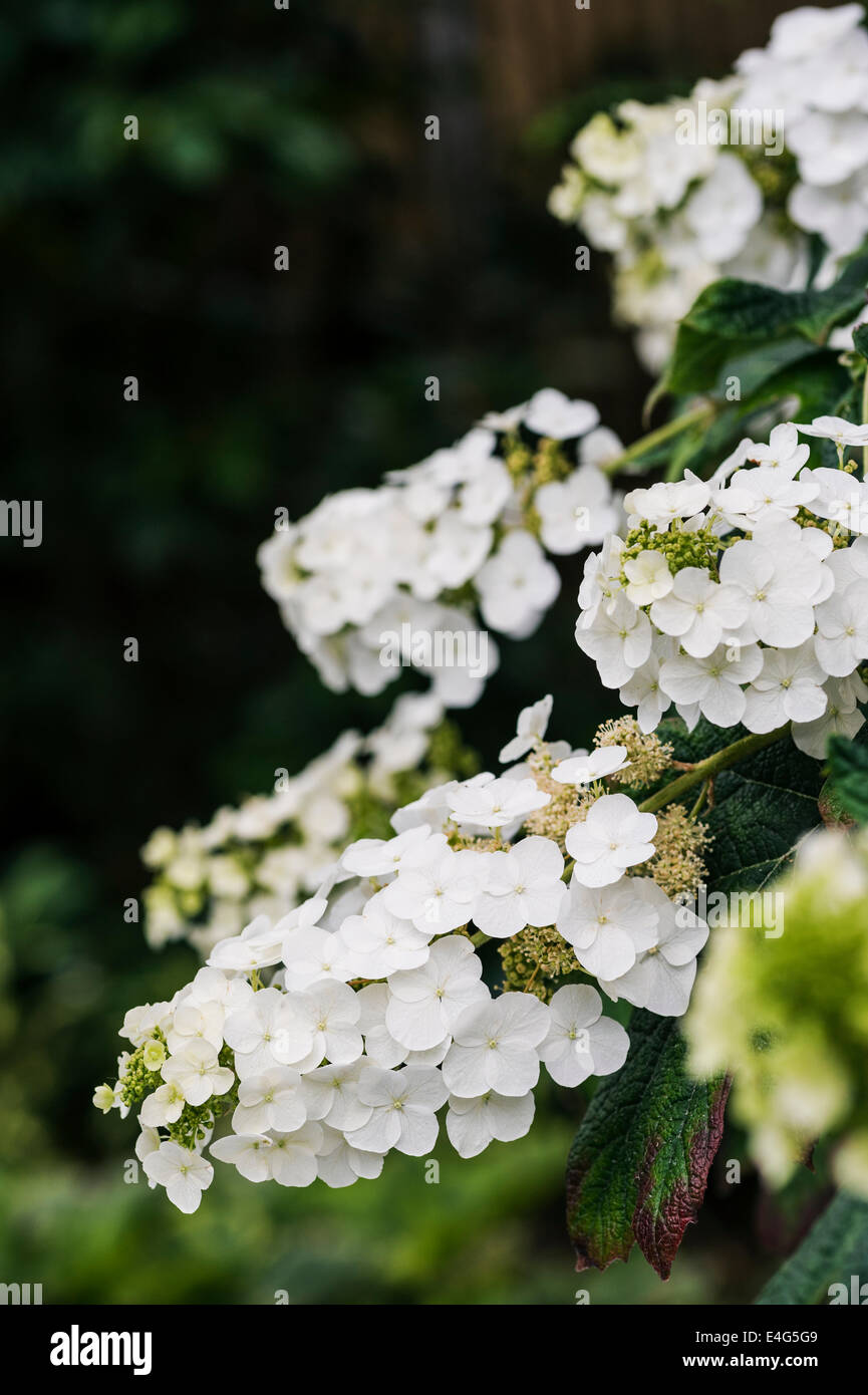 L'Hydrangea quercifolia Snow Queen, arbuste à fleurs blanches. Banque D'Images