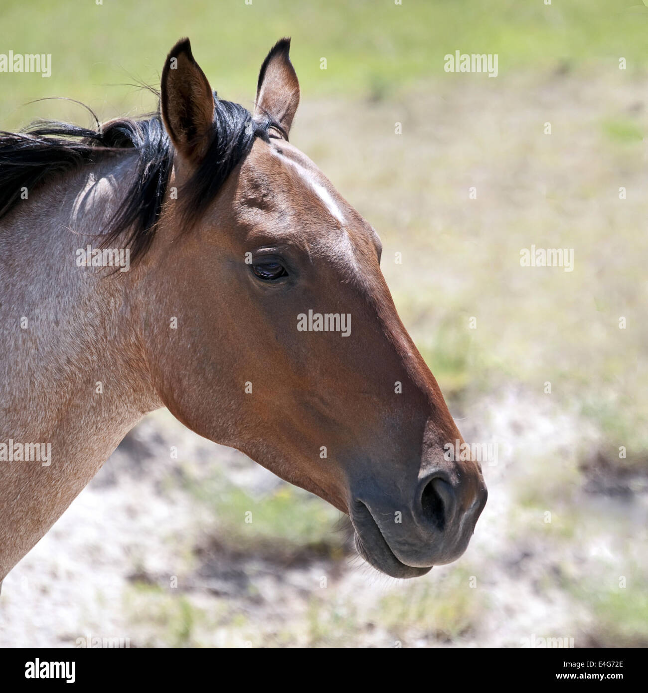 Cheval de profil Banque de photographies et d’images à haute résolution ...