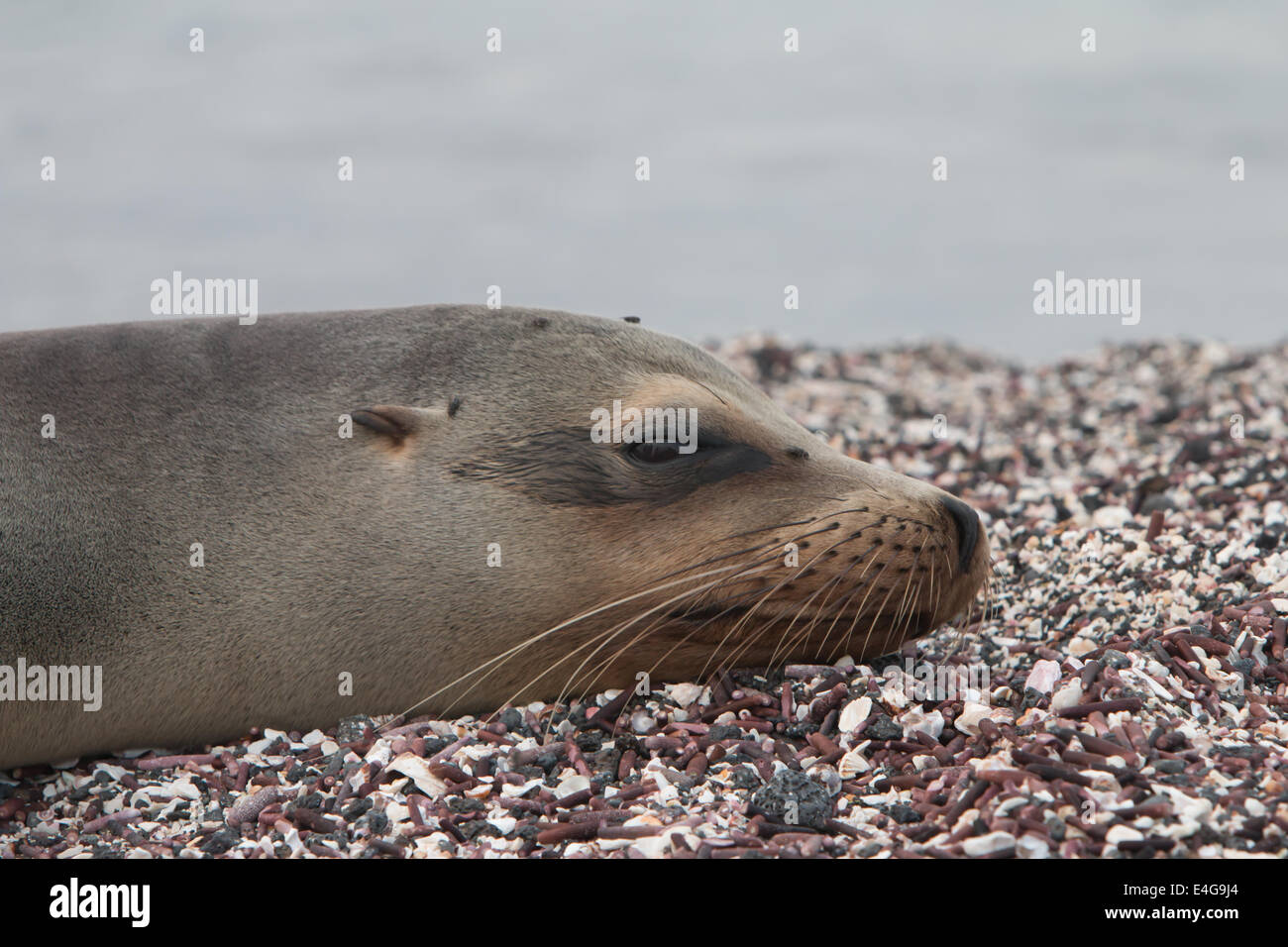 Les lions de mer des îles Galápagos Banque D'Images