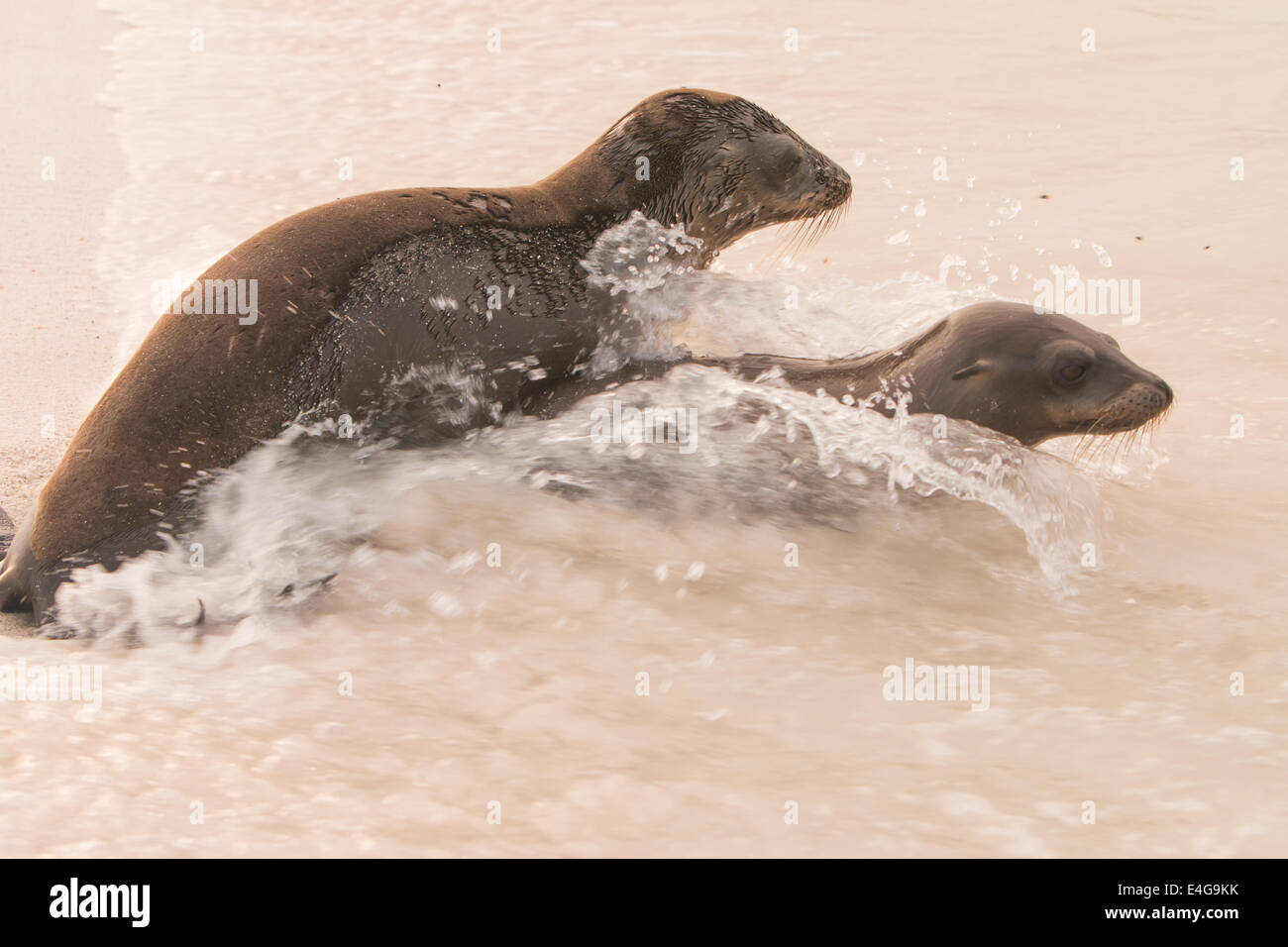 Les lions de mer des îles Galápagos Banque D'Images