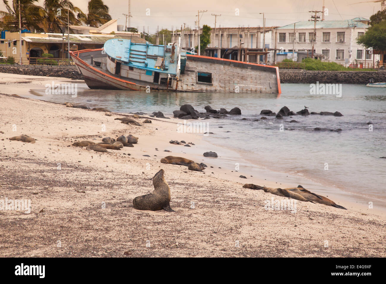 Les Lions de mer des îles Galápagos Banque D'Images