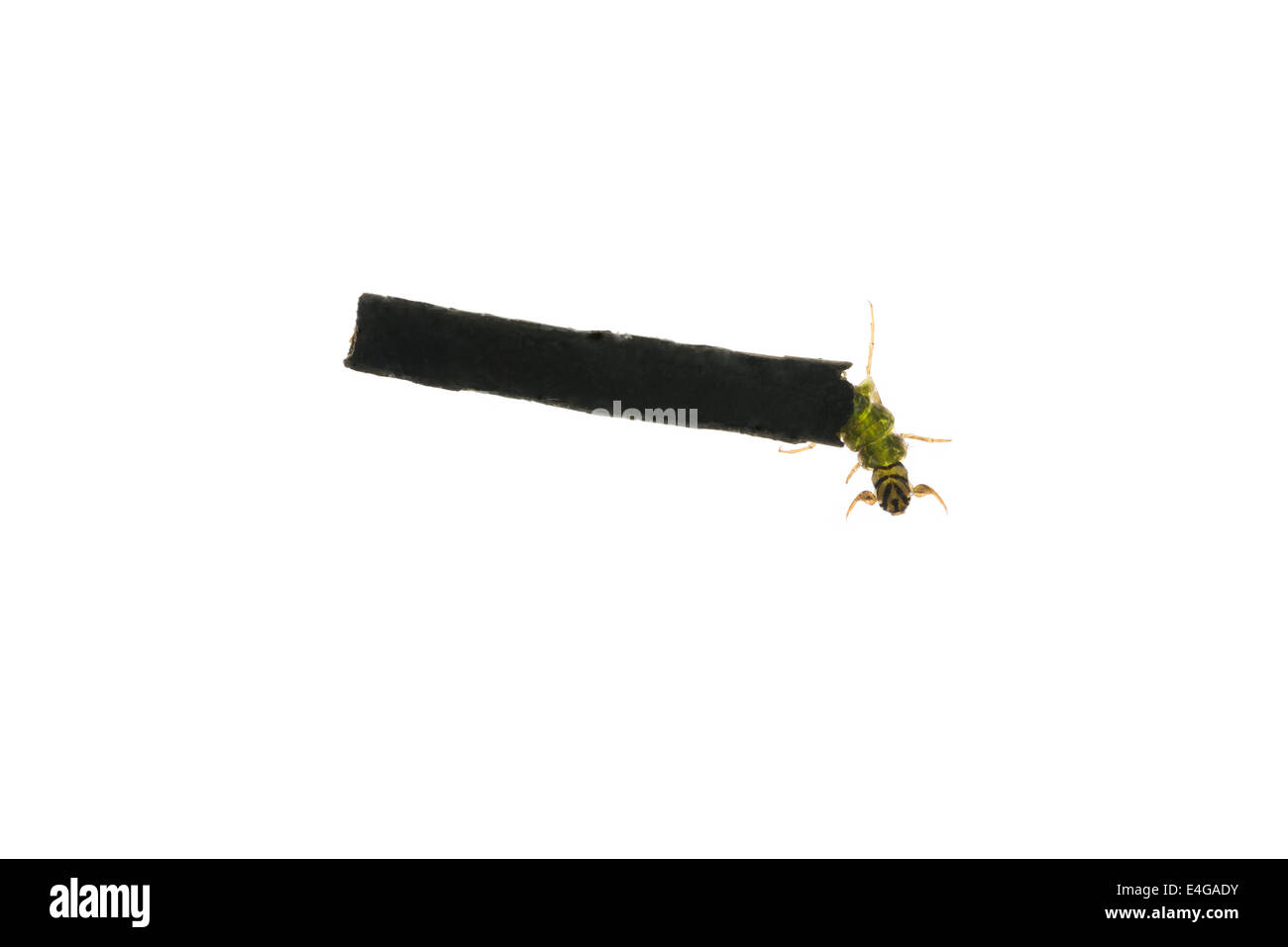 Cas d'insecte caddis fly fabriqués à partir de feuilles coupées et les matières organiques Banque D'Images