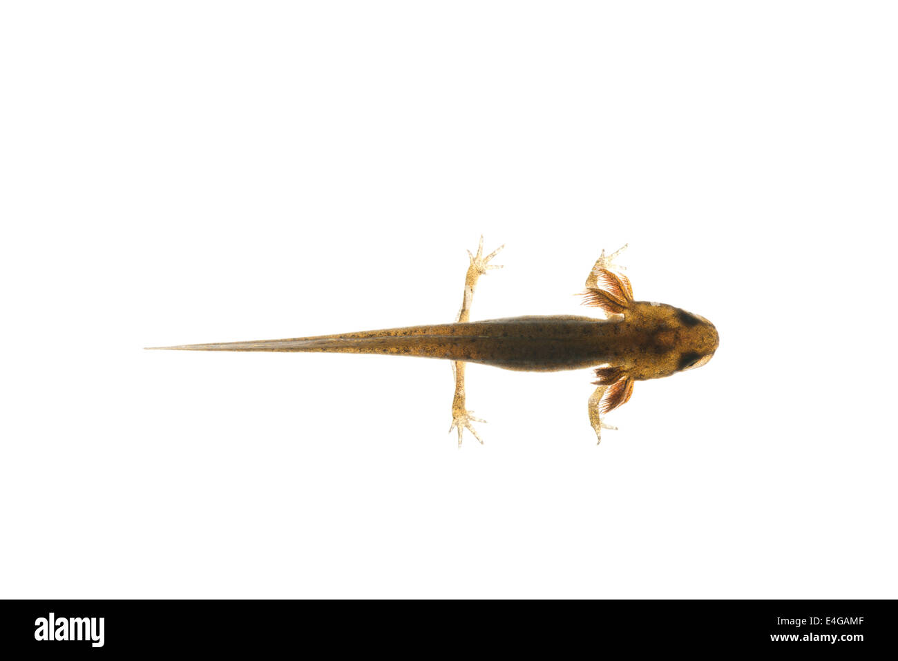 Les larves de Triton tacheté commune recherche avancée les jambes avec des branchies plumeuses étang laissera la fin de l'été ou l'automne 27 mm de long Banque D'Images